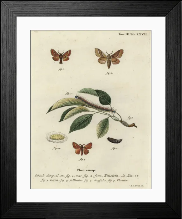 Framed Print : Lackey moth, Malacosoma neustria Framed Print : Lackey moth, Malacosoma neustria