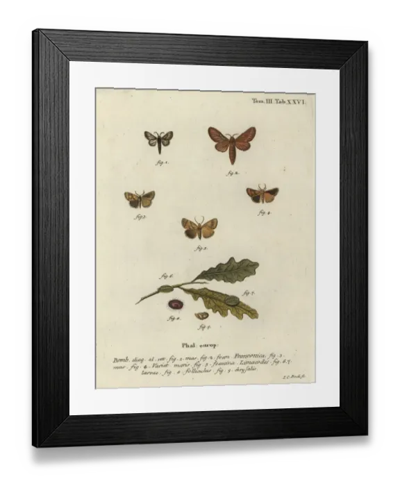 Framed Print : Malacosoma franconicum moth and festoon, Apoda limacodes Framed Print : Malacosoma franconicum moth and festoon, Apoda limacodes