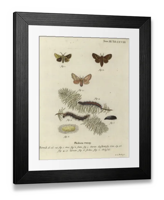 Framed Print : Ground lackey moth, Malacosoma castrense Framed Print : Ground lackey moth, Malacosoma castrense