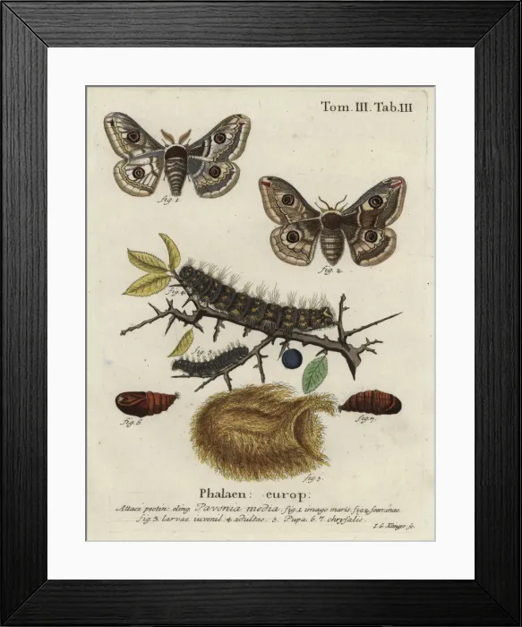 Framed Print : Sloe emperor moth, Saturnia spini Framed Print : Sloe emperor moth, Saturnia spini