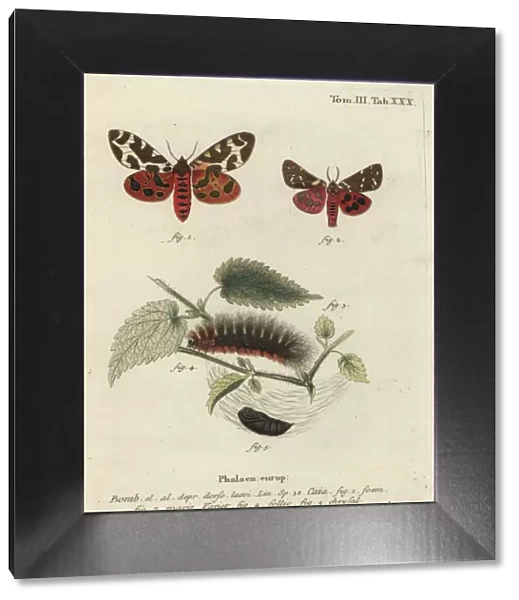 Garden tiger moth or great tiger moth, Arctia caja