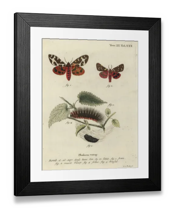 Framed Print : Garden tiger moth or great tiger moth, Arctia caja Framed Print : Garden tiger moth or great tiger moth, Arctia caja