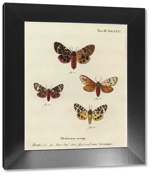 Great tiger moth varieties, Arctia caja