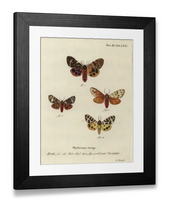 Framed Print : Great tiger moth varieties, Arctia caja Framed Print : Great tiger moth varieties, Arctia caja