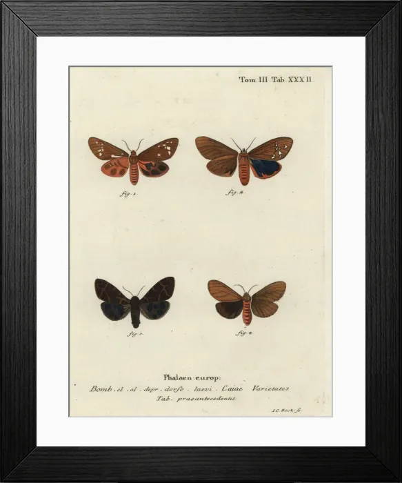 Framed Print : Great tiger moth varieties, Arctia caja Framed Print : Great tiger moth varieties, Arctia caja