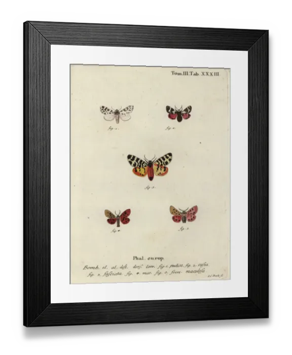 Framed Print : Discrete chaperon and tiger moths Framed Print : Discrete chaperon and tiger moths