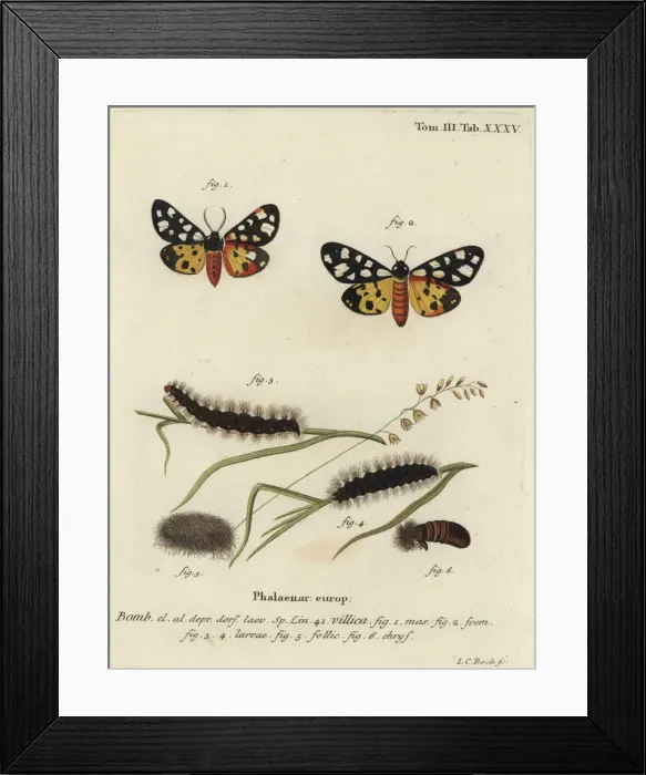 Framed Print : Cream-spot tiger moth, Epicallia villica Framed Print : Cream-spot tiger moth, Epicallia villica