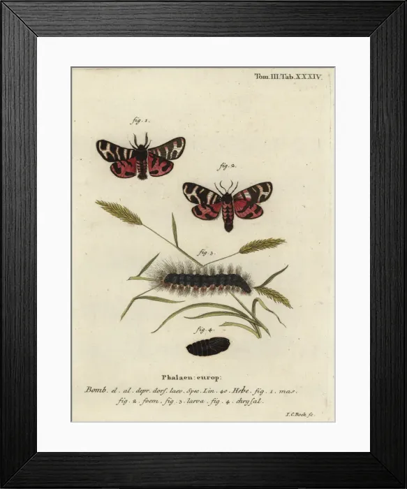 Framed Print : Hebe tiger moth, Arctia festiva Framed Print : Hebe tiger moth, Arctia festiva