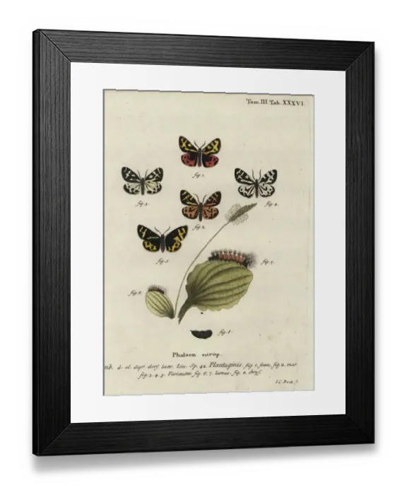 Framed Print : Wood tiger moth, Parasemia plantaginis Framed Print : Wood tiger moth, Parasemia plantaginis