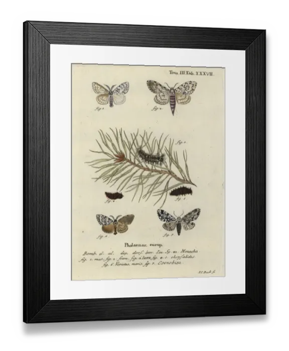 Framed Print : Black arches and owlet moth Framed Print : Black arches and owlet moth