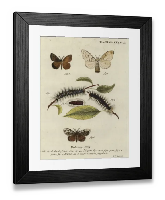 Framed Print : Gypsy moth, Lymantria dispar Framed Print : Gypsy moth, Lymantria dispar