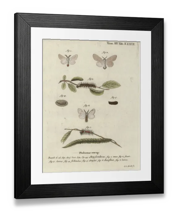Framed Print : Brown-tail moth, Euproctis chrysorrhoea Framed Print : Brown-tail moth, Euproctis chrysorrhoea