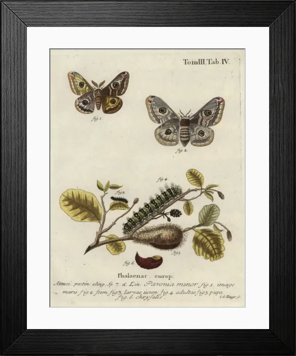 Framed Print : Emperor moth, Saturnia pavonia Framed Print : Emperor moth, Saturnia pavonia