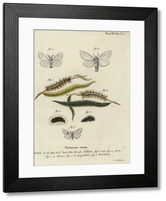 Framed Print : White satin and white prominent moths Framed Print : White satin and white prominent moths