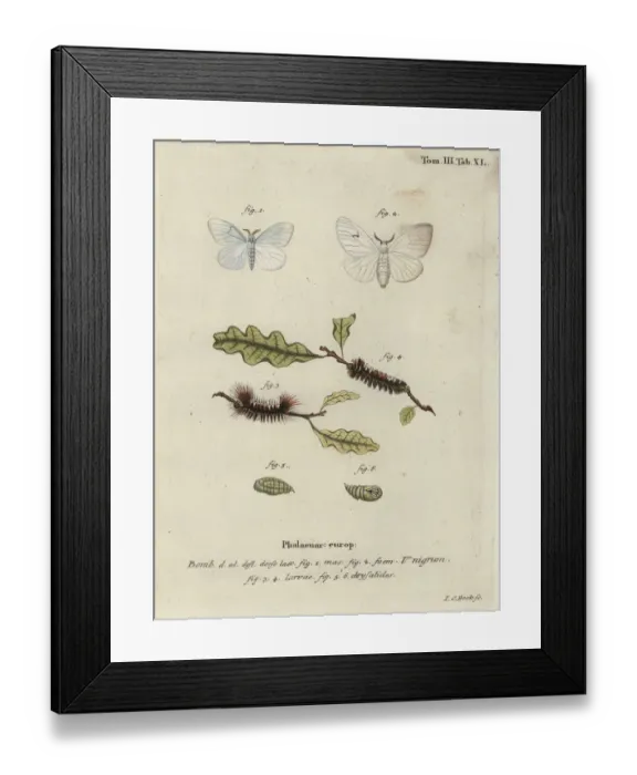 Framed Print : Black V moth, Arctornis l-nigrum Framed Print : Black V moth, Arctornis l-nigrum