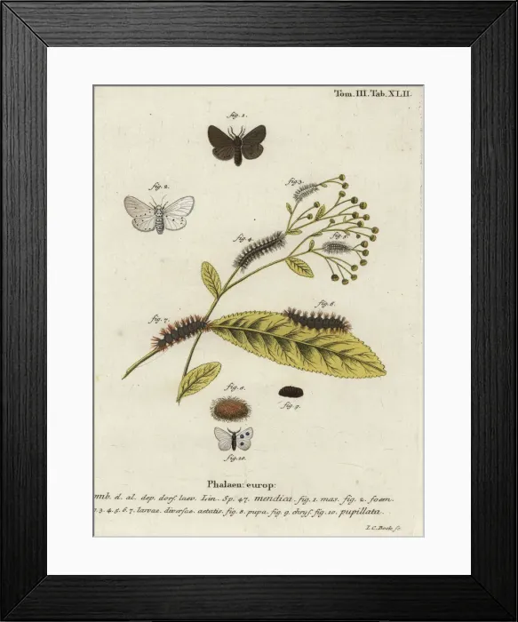 Framed Print : Muslin moth, Diaphora mendica Framed Print : Muslin moth, Diaphora mendica
