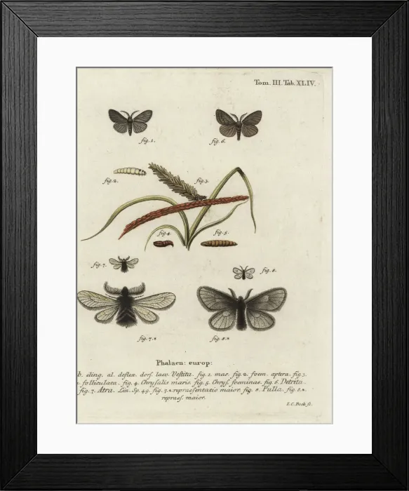 Framed Print : Canephora hirsuta, Ocneria detrita and Epichnopterix Framed Print : Canephora hirsuta, Ocneria detrita and Epichnopterix