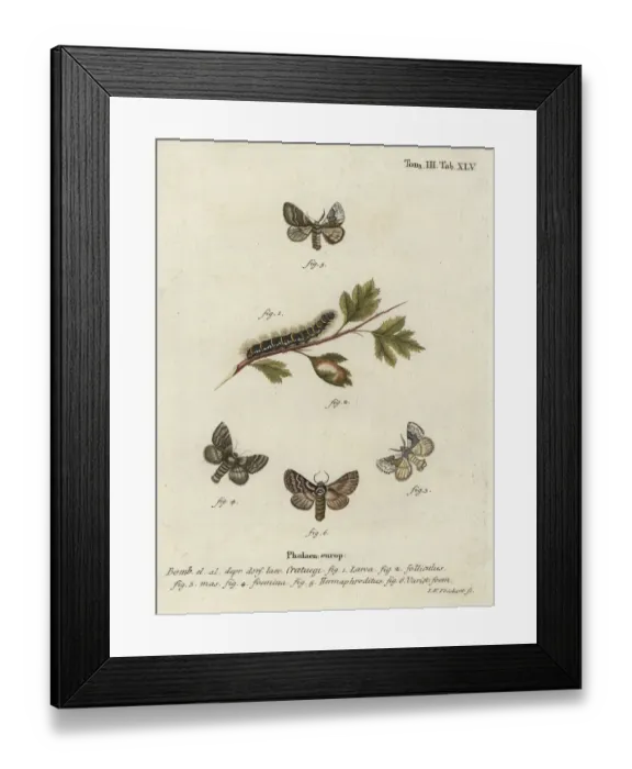 Framed Print : Pale oak eggar, Trichiura crataegi Framed Print : Pale oak eggar, Trichiura crataegi
