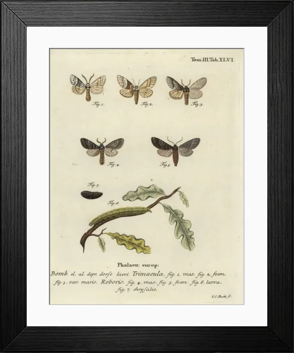 Framed Print : Drymonia dodonaea moth Framed Print : Drymonia dodonaea moth