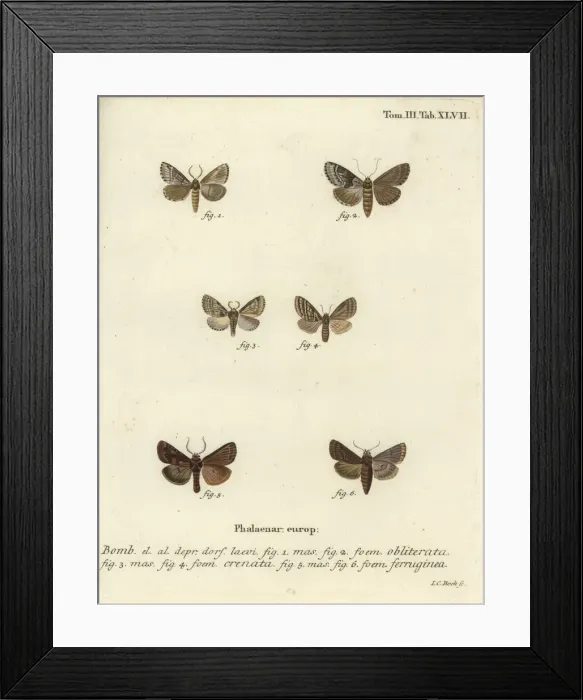 Framed Print : Dingy shell, dusky marbled brown and brown rustic Framed Print : Dingy shell, dusky marbled brown and brown rustic