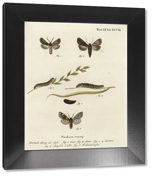 Feathered gothic and Rannoch sprawler moths