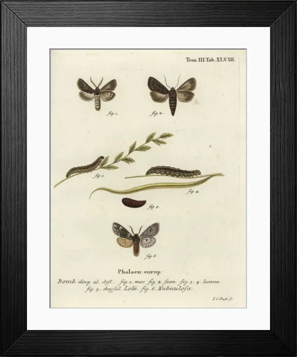 Framed Print : Feathered gothic and Rannoch sprawler moths Framed Print : Feathered gothic and Rannoch sprawler moths