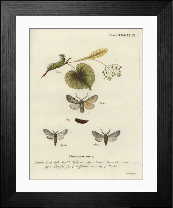 Framed Print : Sprawler moth, Asteroscopus sphinx Framed Print : Sprawler moth, Asteroscopus sphinx