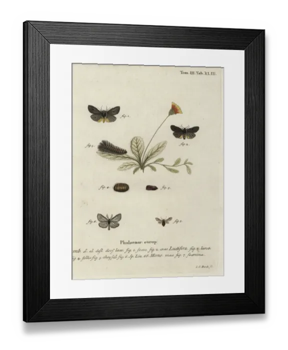 Framed Print : Epatolmis caesarea and Penthophera morio moths Framed Print : Epatolmis caesarea and Penthophera morio moths