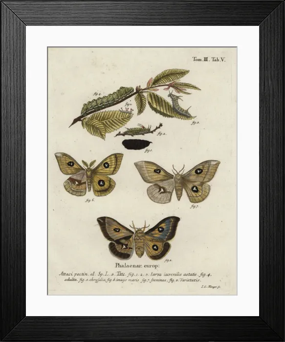 Framed Print : Tau emperor moth, Aglia tau Framed Print : Tau emperor moth, Aglia tau
