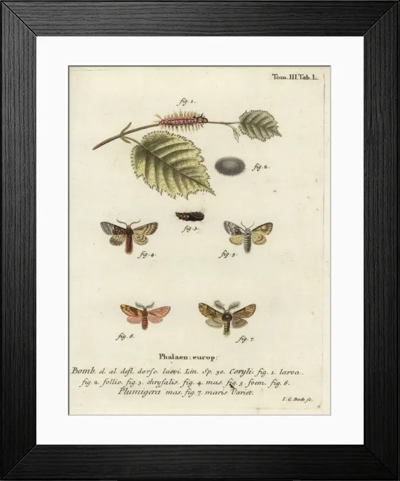 Framed Print : Nut-tree tussock and plumed prominent Framed Print : Nut-tree tussock and plumed prominent