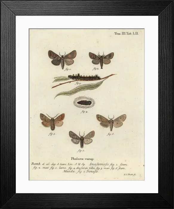 Framed Print : Clostera anastomosis and Nudaria mundana Framed Print : Clostera anastomosis and Nudaria mundana