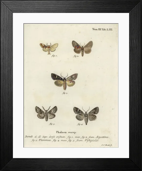 Framed Print : Argentine, flame brocade and archers dart Framed Print : Argentine, flame brocade and archers dart