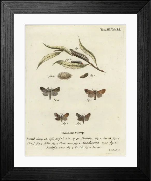 Framed Print : Chocolate-tip moths Framed Print : Chocolate-tip moths