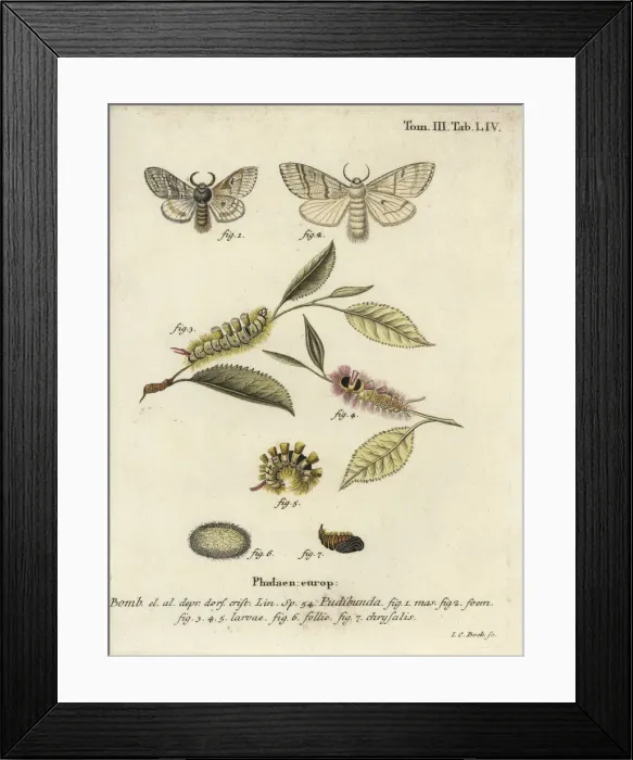 Framed Print : Pale tussock, Calliteara pudibunda Framed Print : Pale tussock, Calliteara pudibunda
