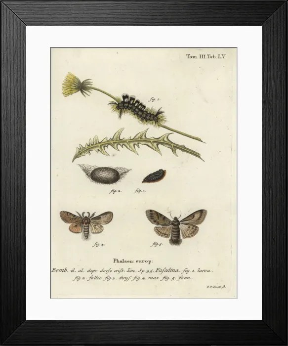 Framed Print : Dark tussock, Dicallomera fascelina Framed Print : Dark tussock, Dicallomera fascelina