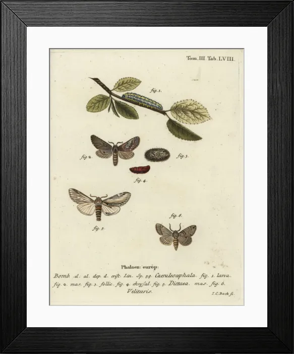 Framed Print : Figure of eight, swallow prominent and Drymonia Framed Print : Figure of eight, swallow prominent and Drymonia