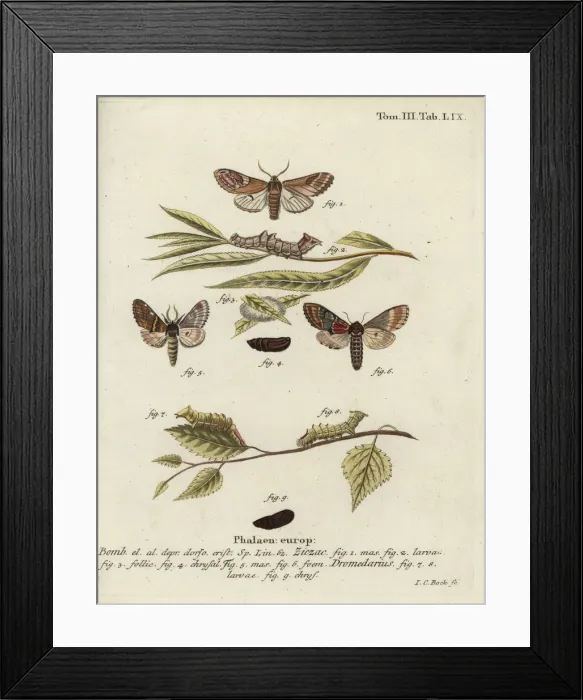 Framed Print : Pebble prominent and iron prominent Framed Print : Pebble prominent and iron prominent