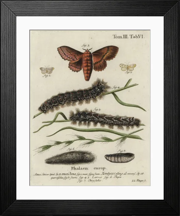 Framed Print : Muslin footman and oak eggar moths Framed Print : Muslin footman and oak eggar moths