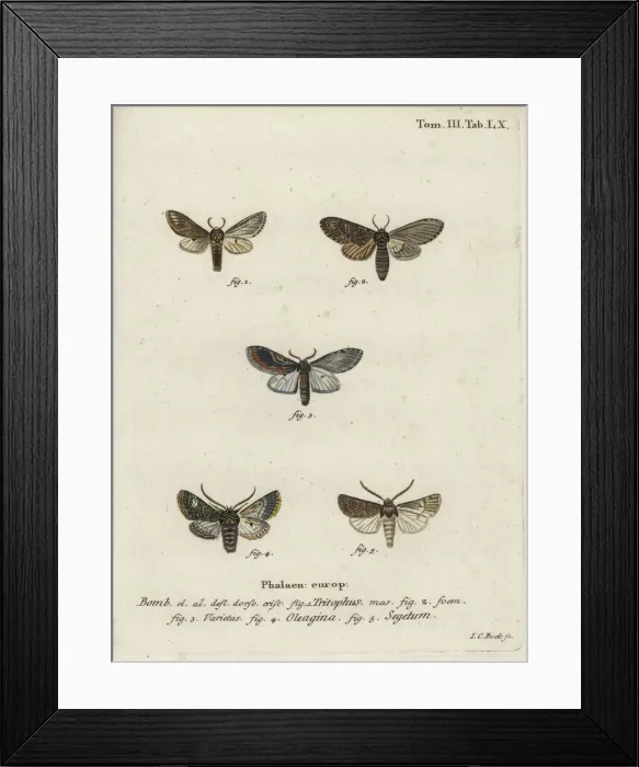 Framed Print : Three-humped prominent, olive moth and turnip moth Framed Print : Three-humped prominent, olive moth and turnip moth