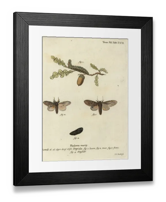 Framed Print : Great prominent, Peridea anceps Framed Print : Great prominent, Peridea anceps