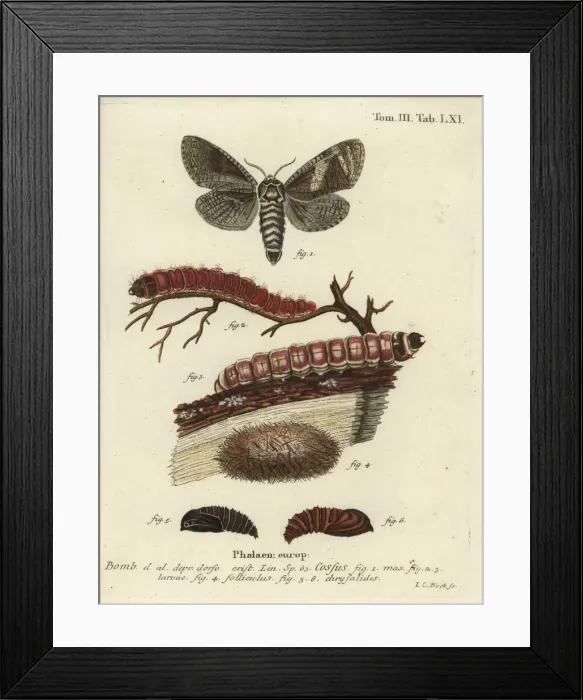 Framed Print : Goatmoth, Cossus cossus Framed Print : Goatmoth, Cossus cossus