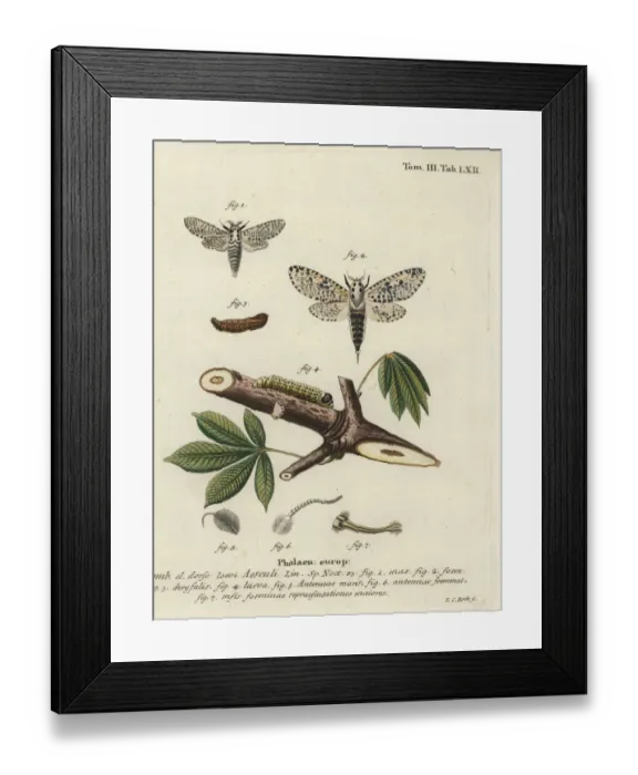 Framed Print : Leopard moth, Zeuzera pyrina Framed Print : Leopard moth, Zeuzera pyrina