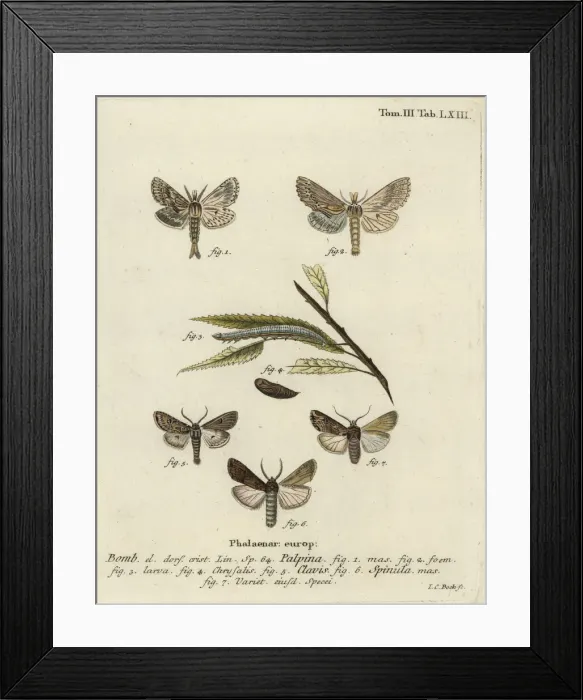 Framed Print : Pale prominent, heart and club, and dark sword-grass Framed Print : Pale prominent, heart and club, and dark sword-grass