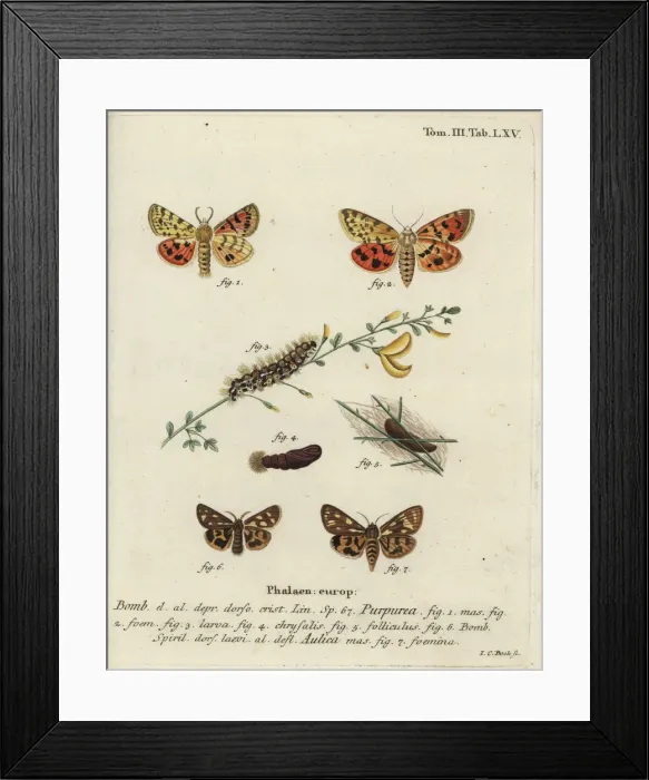Framed Print : Purple tiger and brown tiger moth Framed Print : Purple tiger and brown tiger moth