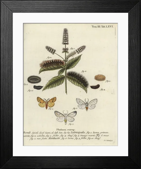 Framed Print : White ermine, Spilosoma lubricipeda