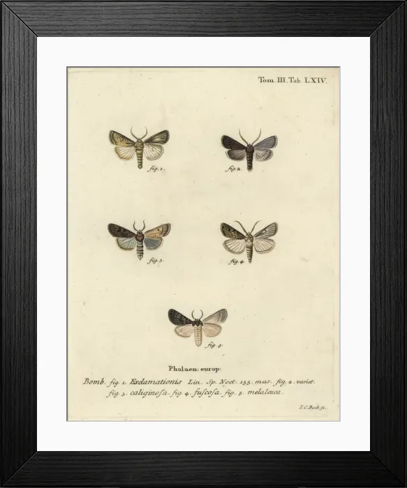 Framed Print : Heart and dart moth, turnip moth and silver cloud Framed Print : Heart and dart moth, turnip moth and silver cloud