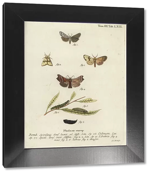 Speckled footman, Staurophora celsia and herald moth