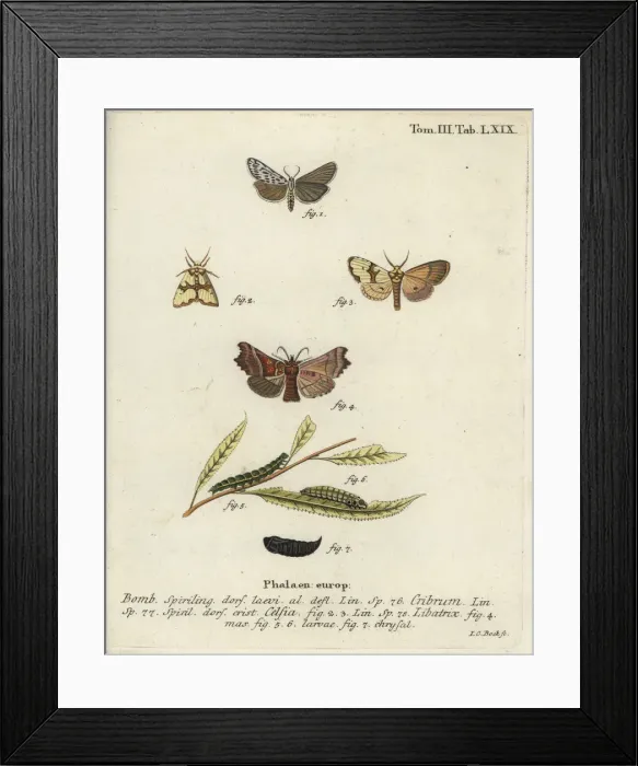 Framed Print : Speckled footman, Staurophora celsia and herald moth Framed Print : Speckled footman, Staurophora celsia and herald moth
