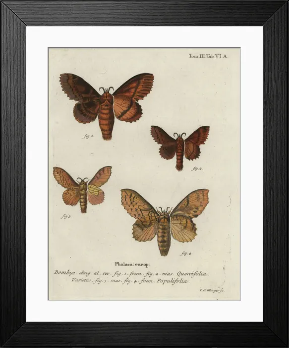 Framed Print : Oak eggar and poplar lappet moths Framed Print : Oak eggar and poplar lappet moths