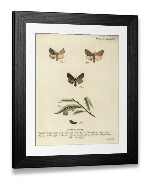 Framed Print : Coxcomb prominent, Ptilodon capucinus Framed Print : Coxcomb prominent, Ptilodon capucinus